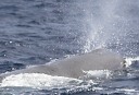 Værdifuld hvalopkast fundet på strand i England.