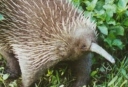Langnæbbede myrepindsvin måske alligevel ikke uddød i Australien.