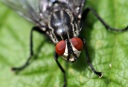 Skovens biodiversitet kortlagt af kødædende fluer!