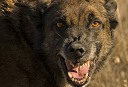 10-årigt barn dræbt af vilde hunde i Sibirien.