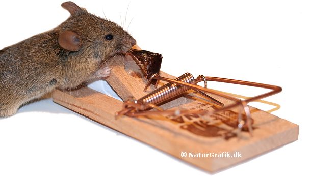 Der er de ægte mus (med store ører) der indtager vores huse i vinterhalvåret. Den traditionelle smækfælde anvendes ofte til at komme af med de uønskede beboere. Et stykke dadel, spegepølse eller lignende er ofte effektivt.
