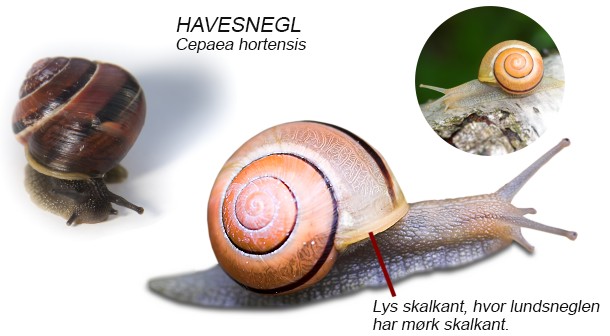 Visuel guide til snegle med hus naturguide.dk danmarks natur ...