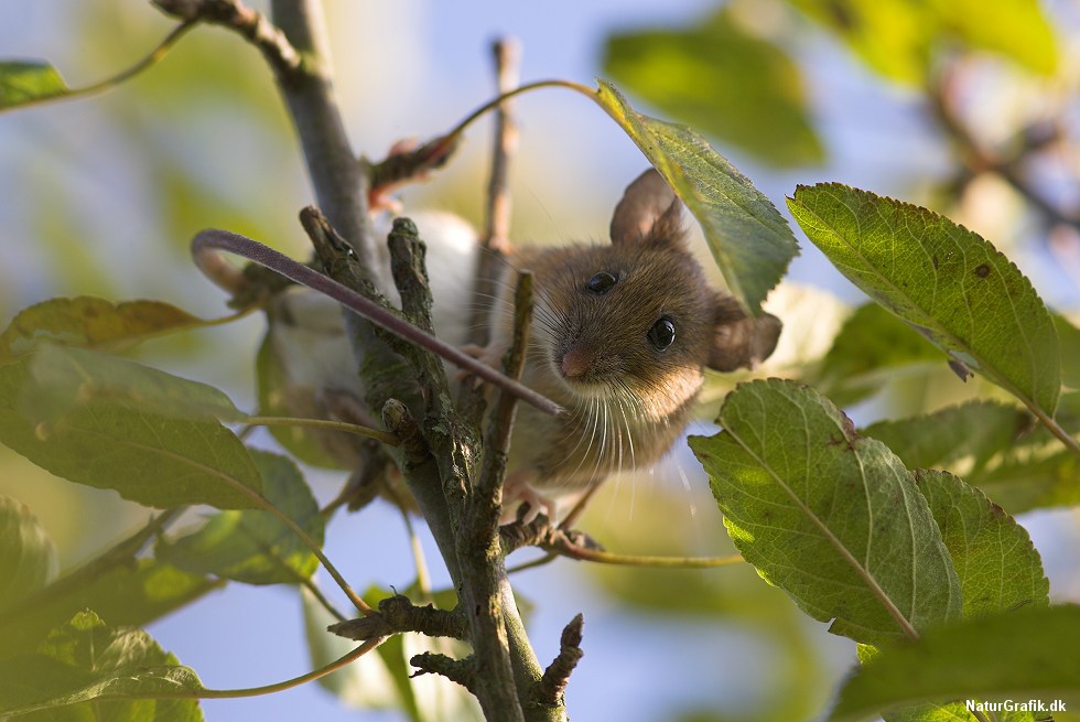 Halsbåndsmusen er en behændig klatrer. Arten er den største mus, der gerne søger logi indenfor for vinteren.