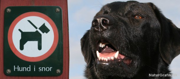 Afdæk Ofte talt flare Dyrere at ”glemme” hundesnoren! - NaturGuide.dk - natur og friluftsliv