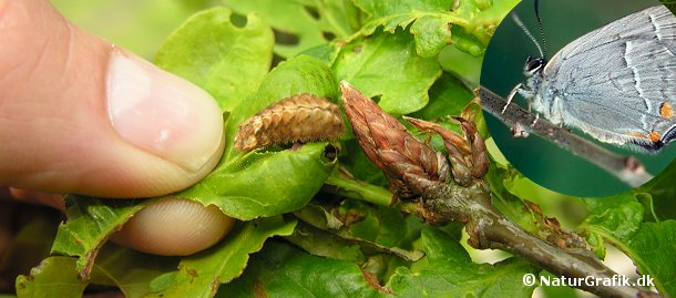 En af de største mestre i kamuflagekunst i den danske natur er larven af sommerfuglen blåhale, der lever på egetræer. På billedet ses larven foran fingerneglen. Larven er kamufleret som en egeknop og yderst svær at få øje på. 