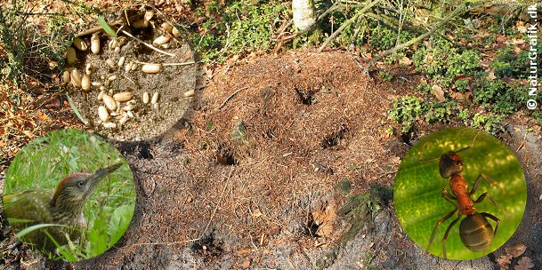 Af og til ser man myretuer med store huller i - særligt om vinteren. Det er ofte spætten, der har gravet sig ind i tuen for at æde myrer og myreæg. Den store, fede larve af billen guldbasse bor også i skovmyrernes tue, men larven er en lækkerbidsken for mange dyr og efterstræbes bl.a. af ræv og grævling, der kan finde på at grave sig ind i tuen.