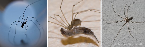 Mejeredderkoppen er let genkendelig med sine lange tynde ben. Denne art tager gerne andre edderkopper. På midterste foto har edderkoppen fanget en ørentvist.