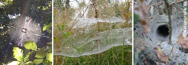 Det klassiske edderkoppenet (til venstre) som de fleste kender det. Spindets form har givet navn til bygmesterne, der kaldes for hjulspindere. Hertil hører bl.a. korsedderkoppen. Tæppespind (midt) er en anden form for edderkoppenet. Tragtspindet (til højre) er en tredie form for fangstnet. Nede i hullet sidder edderkoppen og venter. 