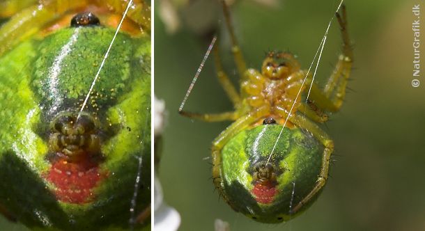 Helt specielt ved edderkopperne er deres evne til at lave spind. Edderkoppen har spindevorter på undersiden af bagkroppen. Spindervorterne udskiller den silke som edderkoppen bruger til fangsnet m.m. 