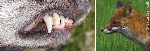 Rabies - også kaldet hundegalskab, skyldes et virus. Klassisk rabies kan ramme rovdyr som grævling (tv) og ræv.