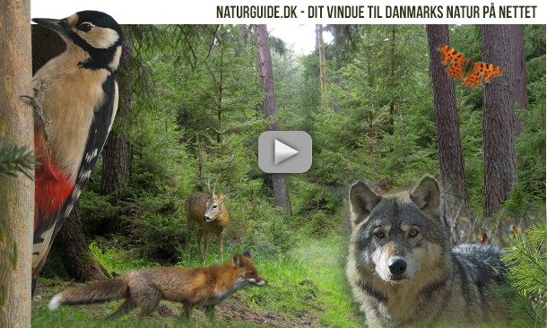 Natur i Danmark
