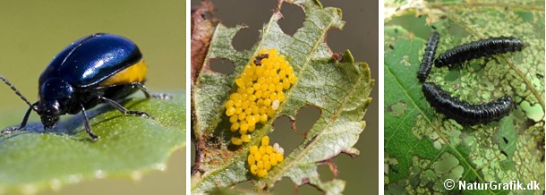 Ellebladbillens gule æg udvikler sig til sultne larver, der gnaver huller i bladene af el og hassel.