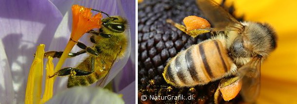 Honningbi på krokus. Honningbien samler pollen (blomsterstøv) i sine pollenbukser på de bagerste ben. Når poserne er fyldte flyver bien hjem og læsser maden af i bistadet. Nektar (sukkervæske) samler bien i en blære, der kaldes honningmaven.
