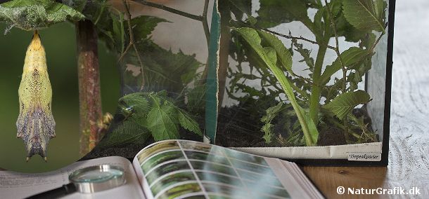 Terrarium til sommerfuglelarver De indsamlede sommerfuglelarver fodres i terrariet med friske planter dagligt. Undgå at stille terrariet i direkte sol da det let bliver for varmt for larverne. Til venstre ses en puppe.