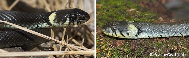 mel Elektriker Interessant Snogen - Danmarks største slange - NaturGuide.dk - natur og friluftsliv