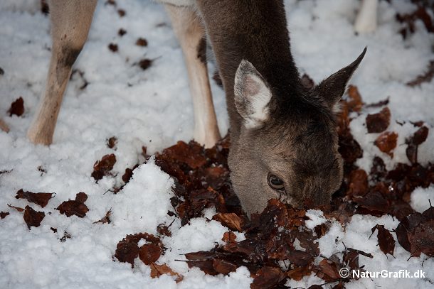 Hjortevildet, her et dådyr, kan få problemer med at finde føde når landskabet er dækket af sne og is.