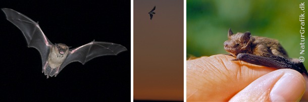Flagermus I sommerhalvåret kan man ofte se flagermus omkring skumringstid bl.a. de større arter som nordflagermus og sydflagermus. Til højre ses en dværgflagermus på en finger. Foto: Niels Lisborg