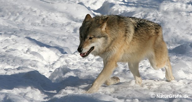 Ulven kan tilbagelægge over 100 km indenfor et døgn. Under en nats jagttogt bevæger ulven sig ikke sjældent over afstande på over 50 km.