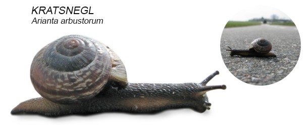 Visuel guide til snegle med hus naturguide.dk danmarks natur på ... Ovalt havebord