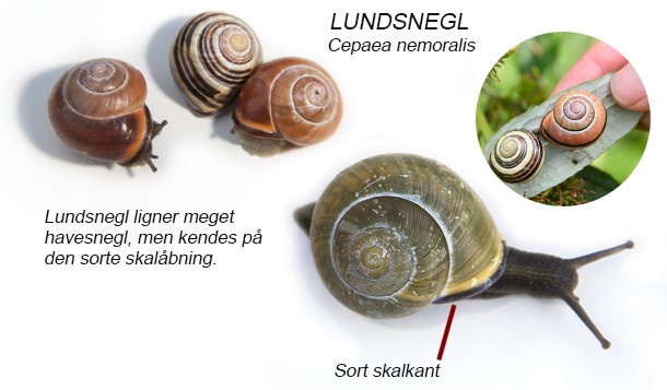 Visuel guide til snegle med hus naturguide.dk danmarks natur på ... Ovalt havebord