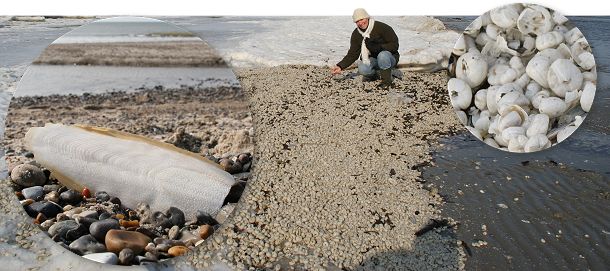 Tusinder af opskyllede søpindsvin Tusindevis af søpindsvin er skyllet op på stranden. Her Nordjyllands østkyst. Til venstre kalk-skallen fra en tiarmet blæksprutte.