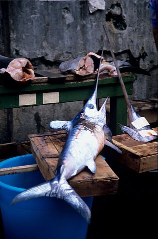 Det er blandt andet sværdfisk som denne fra Italien, som er begyndt at dukke op i de danske farvande og som fiskerne gerne vil lave kommercielt fiskeri på. Foto: Jean-Pierre Bazard CC BY-SA 3,0, Wikimedia