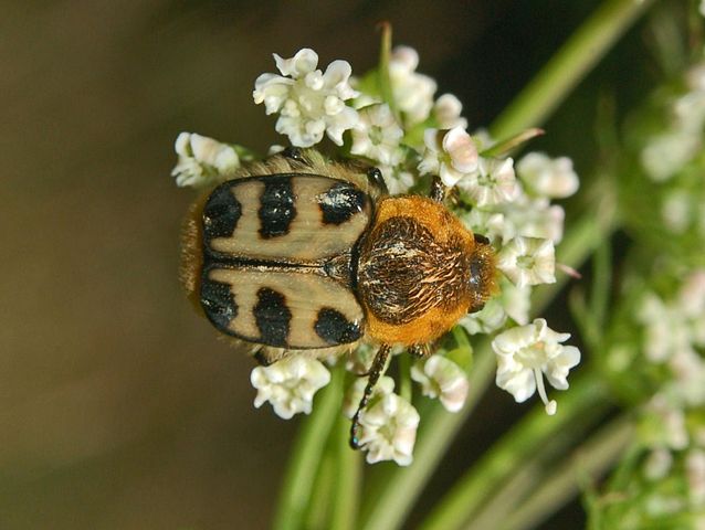 Lille humlebille. Foto: Hectonichus CC BY-SA 3,0, Wikimedia