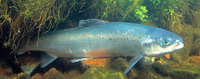 Bestanden af laks i Storåen er femdoblet på blot fem år. Foto: U.S. Fish & Wildlive, Wikimedia