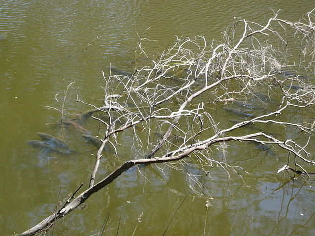 Kaper i en australsk flod. Foto: Vaderluck, Wikimedia