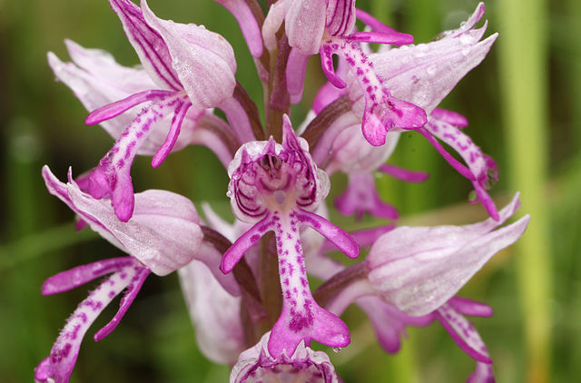Det er den vilde orkidé ridder-gøgeurt som nu er fundet på Amager Fælled. Foto: H. Krisp CC BY 3.0, Wikimedia