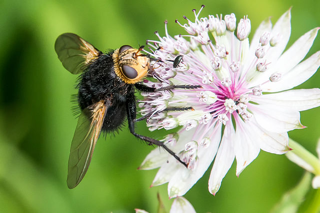 Kæmpefluen harald findes i det meste af Vesteuropa hvor den som voksen lever af pollen og nektar. Foto: Corsairoz CC BY-SA 4,0, Wikimedia