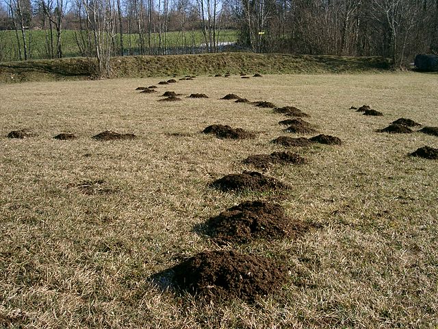 Det er muldvarpeskud som disse, der har fået Haderslev kommune til at indføre dusørordningen. Foto: PRA CC BY 2.5, Wikimedia