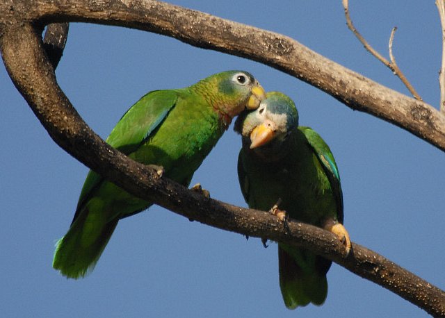 Jamaica-amazone papegøjen som disse to, var en af de truede arter som danskeren handlede med. Foto: Wayne Sutherland CC BY-SA 2.0