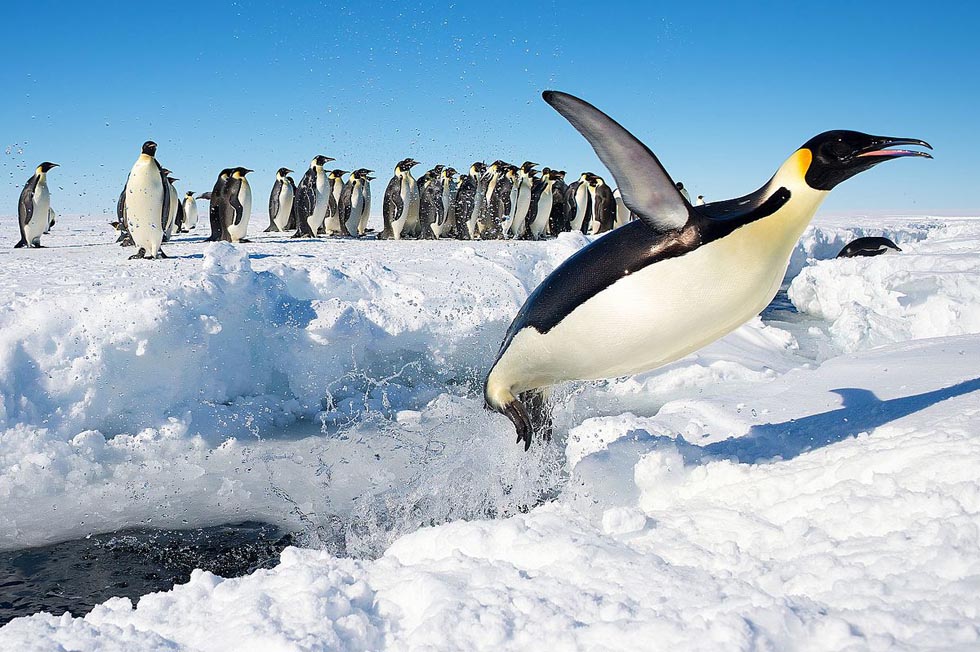Kejserpingvin ved Antarktis. Foto: Christopher Michel CC BY 2,0, Wikimedia