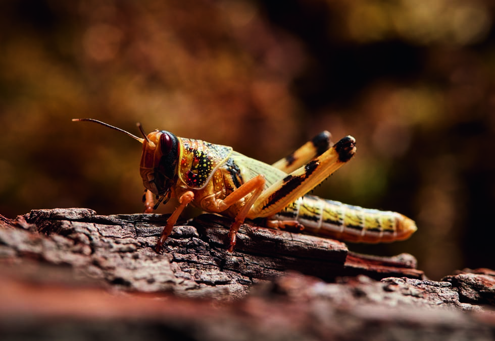 boganmeldelse1_grasshopper980