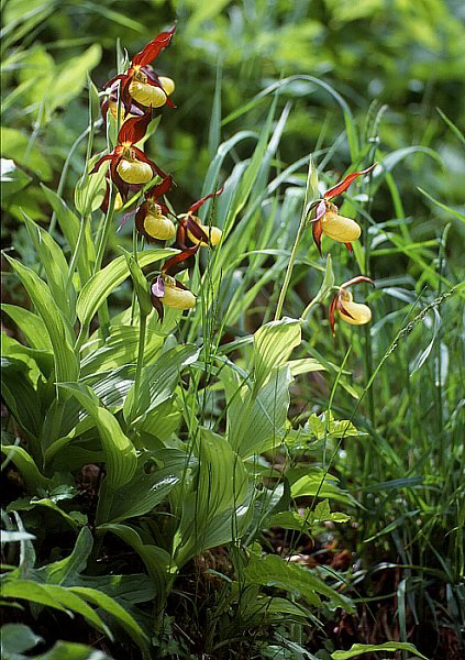 Blomstrende fruesko med sine store gule blomster. Foto: Wikimedia CC BY-SA 3.0