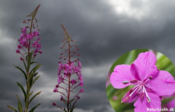 Gederamsen er udbredt over hele landet. Den blomstrende, vilde staude er nærmest et symbol på højsommeren.