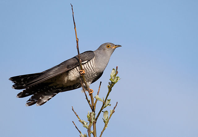 Gøg, foto: Vogelartinfo, GFDL 1.2, Wikimedia