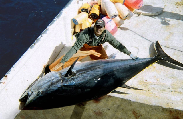 Det er et eksemplar som denne blåfinnet tunfisk, der er blevet solgt i Japan. Foto: FishWatch, Wikimedia