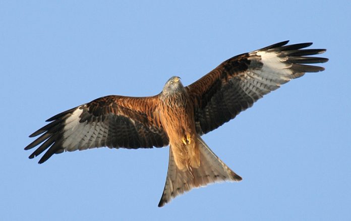 Rød glente – en smuk og elegant skraldemand! - Naturmagasinet NaturGuide.dk