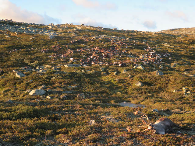 De døde rensdyr blev fundet inden for et lille område på 50-80 meter i diameter. Foto: Håvard Kjøntvedt, Miljødirektoratet/SNO