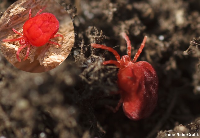 Den lille, røde jordmide ses ofte af havefolket når køkkenhaven skal graves. Foto: NaturGrafik.