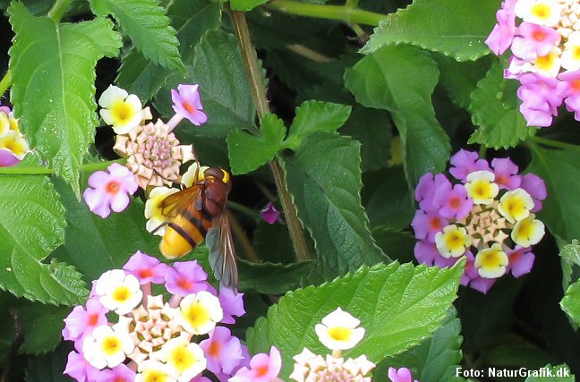 Mimicry: Den ufarlige svirreflue på fotoet beskytter sig ved at ligne en farlig hveps.