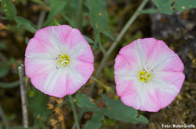 Agersnerlen ligner med sine store, lyserøde blomster en indført haveprydplante. Den er såmænd en naturlig del af den vilde, danske flora.