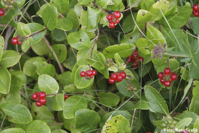 Kaprifolie – nattens dronning! naturguide.dk danmarks natur pÃ¥ ... Vilde træer med røde bær