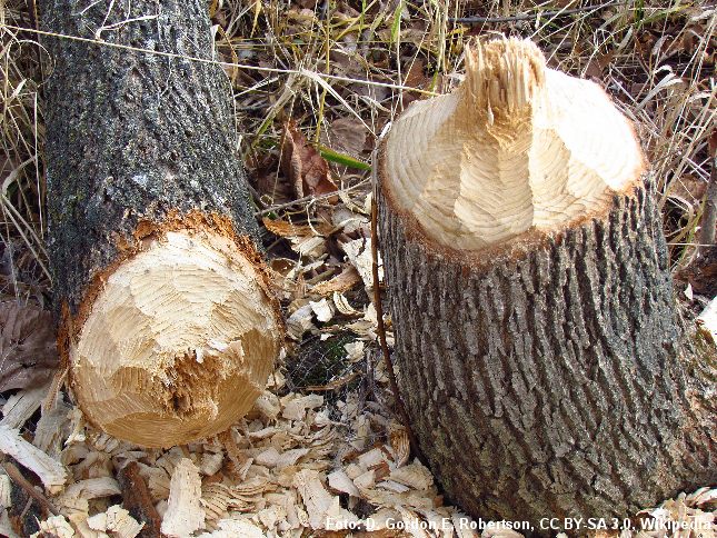 Træ fældet af bæver. Bæveren er Europas største gnaver. Foto: D. Gordon E. Robertson/CC BY-SA 3.0. 