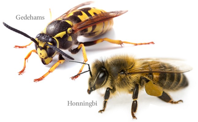 Objector svinge Transformer Værd at vide om bi- og hvepsestik - NaturGuide.dk - natur og friluftsliv