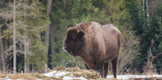 Europæisk bison skal hjælpe Danmarks biodiversitet