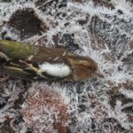 Vinteren dræber mange småfugle