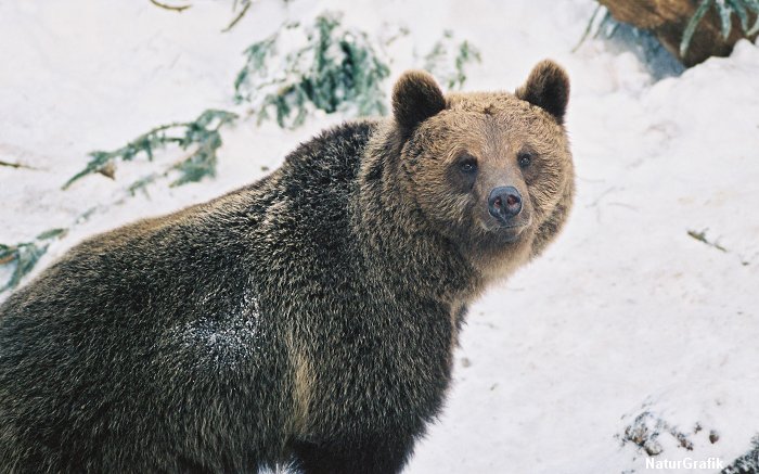 brownbear_snow